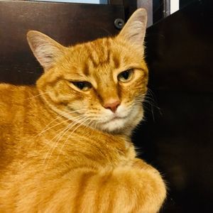 Meet your Posher, Julia